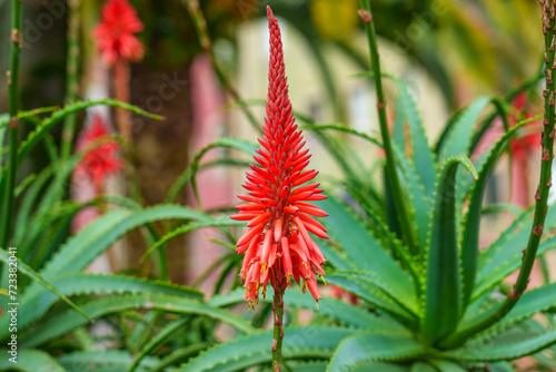Aloe arborescens flowering plant with beautiful red flower © Pavel Iarunichev