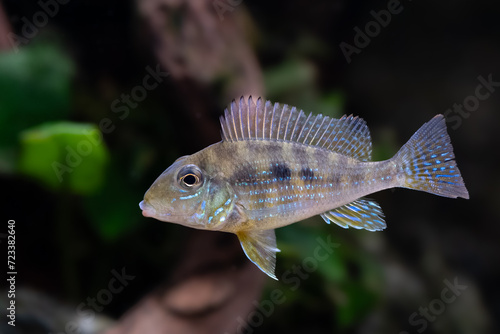 Geophagus mirabilis, aquarium eartheater fish, Mato Grosso, Amazonas, Brazil photo