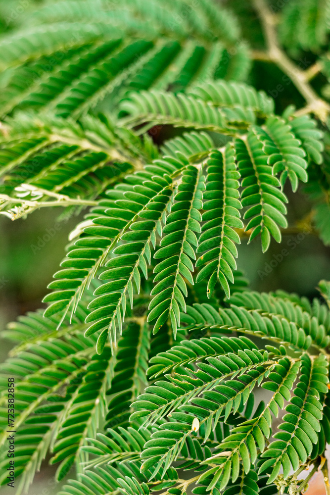 GREEN NATURE GREEN NATURE
