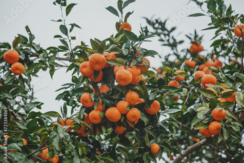 many tangerines growing on a tangerine tree in the garden