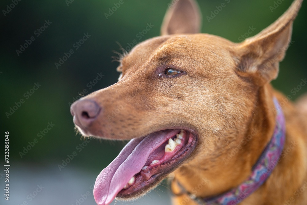 kelpie dog on a beach and in the australian bush in a park kelpie dog on a beach and in the australian bush in a park