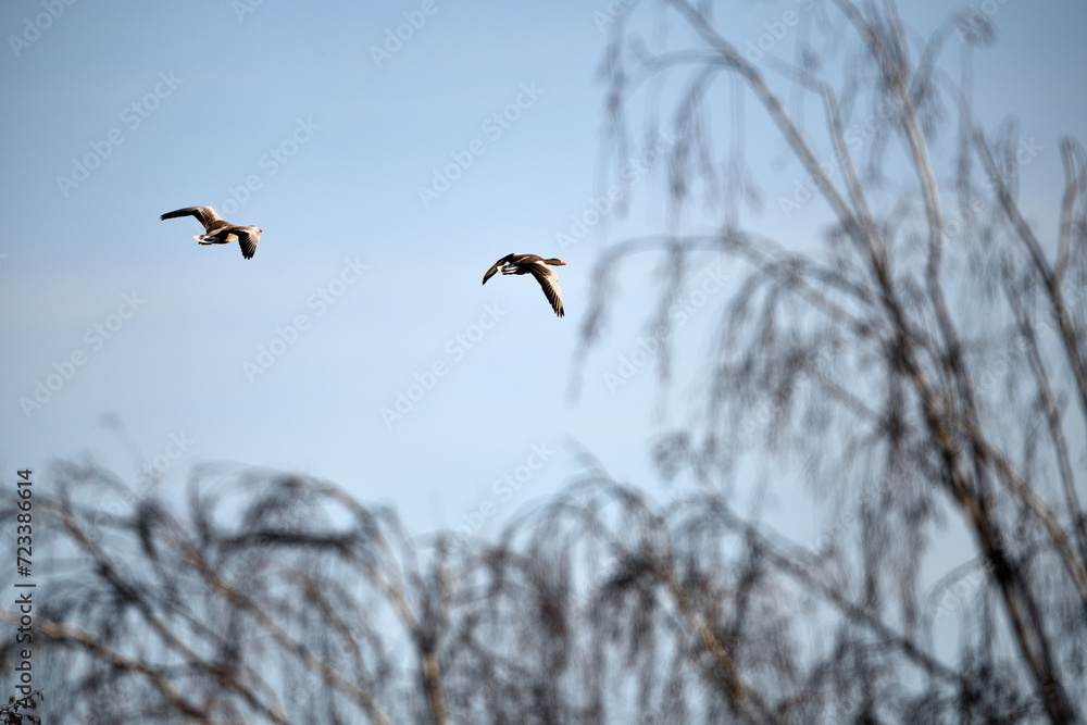 Zwei freie Gänse Vögel fliegen aufsteigend am klaren blauen Himmel über unscharfen Winter Bäumen in Deutschland Zwei freie Gänse Vögel fliegen aufsteigend am klaren blauen Himmel über unscharfen Winter Bäumen in Deutschland