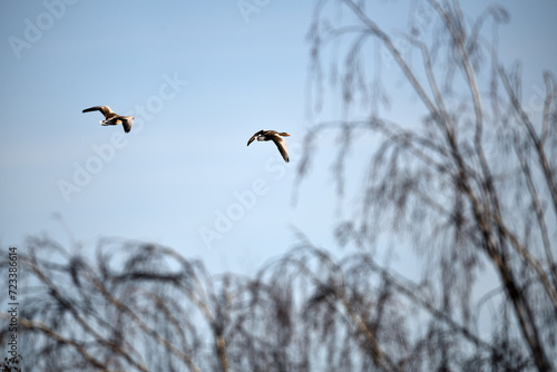 Zwei freie G  nse V  gel fliegen aufsteigend am klaren blauen Himmel   ber unscharfen Winter B  umen in Deutschland