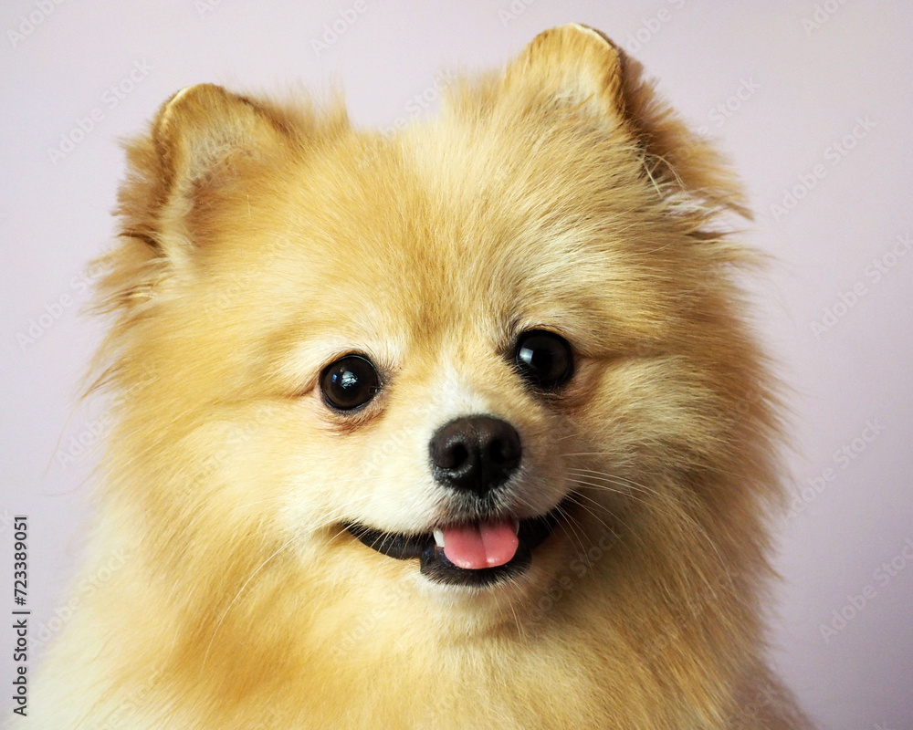 close up of a cute Pomeranian Spitz muzzle with an open mouth on a gray background. front view