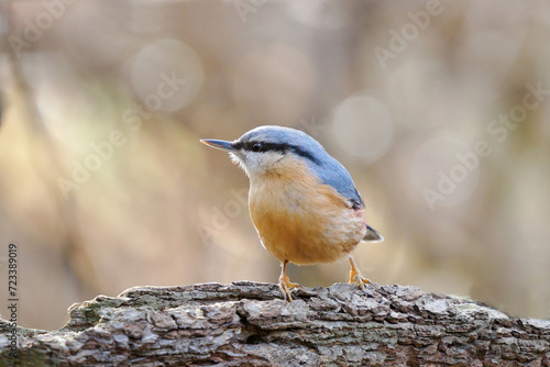nuthatch sitting on a tree on a blurred background with beautiful bokeh