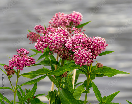 A cluster of Swamp Milkweed flowers at the peak of their blooming season in mid Summer.