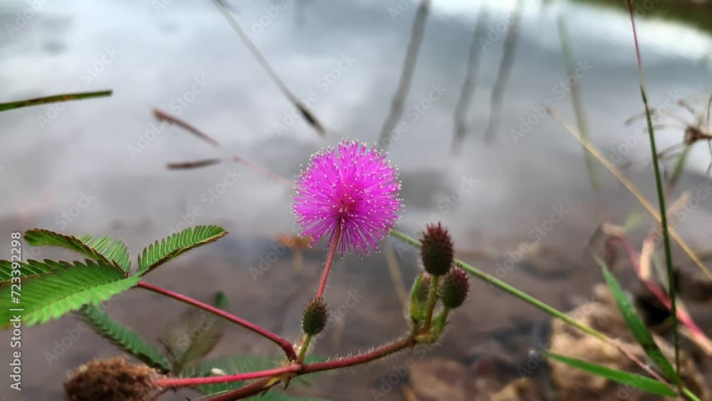 Mimosa Pudica (sleepy plant) - Free HD Video Clips & Stock Video Footage at  Videezy!