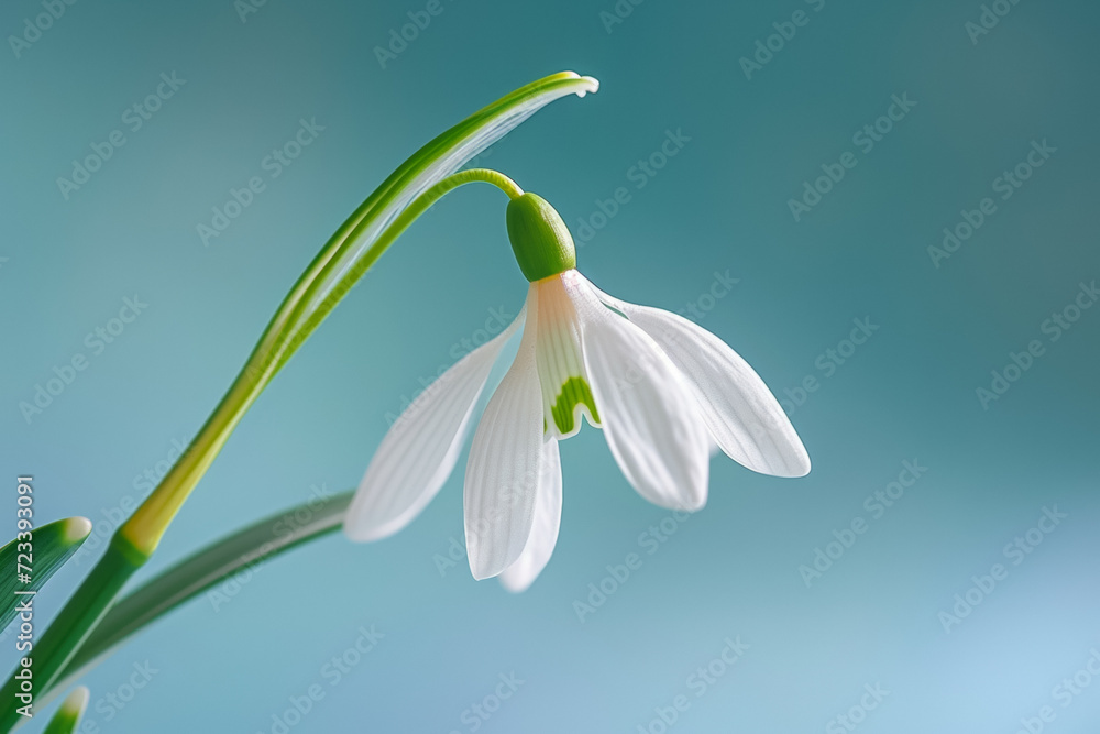 First spring flowers, snowdrop close-up. Background with selective focus and copy space First spring flowers, snowdrop close-up. Background with selective focus and copy space