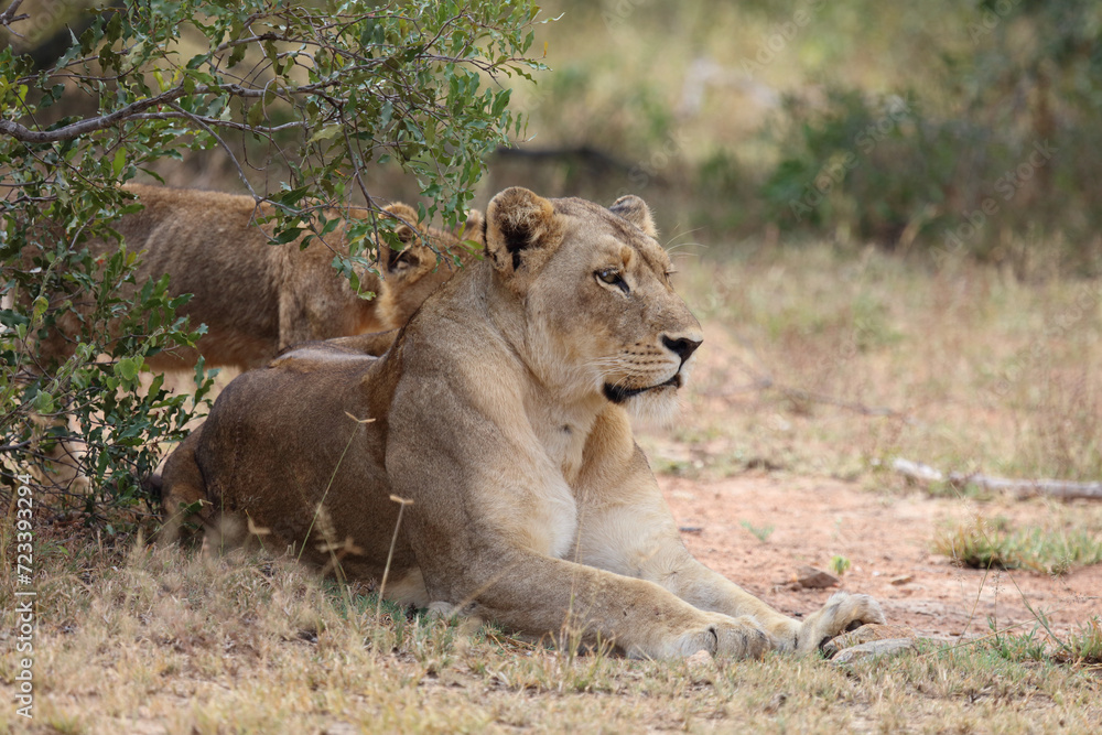 Afrikanischer Löwe / African lion / Panthera leo. Afrikanischer Löwe / African lion / Panthera leo.