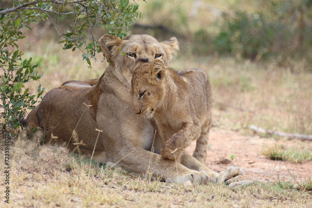 Afrikanischer Löwe / African lion / Panthera leo... Afrikanischer Löwe / African lion / Panthera leo...