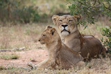 Afrikanischer Löwe / African lion / Panthera leo...