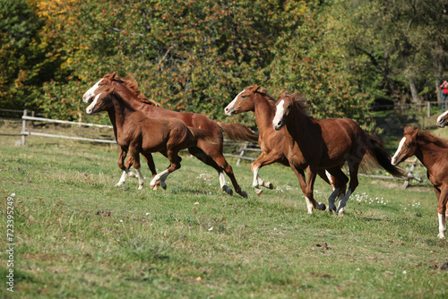 Group of young western horses moving