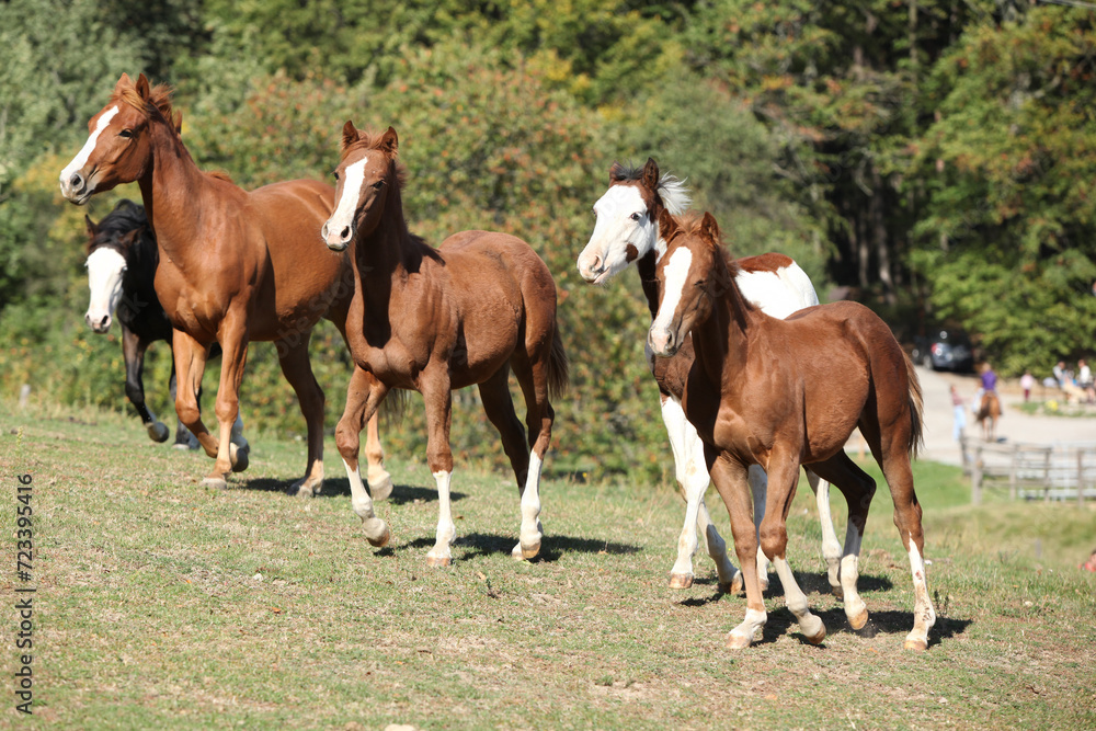 Group of young western horses moving