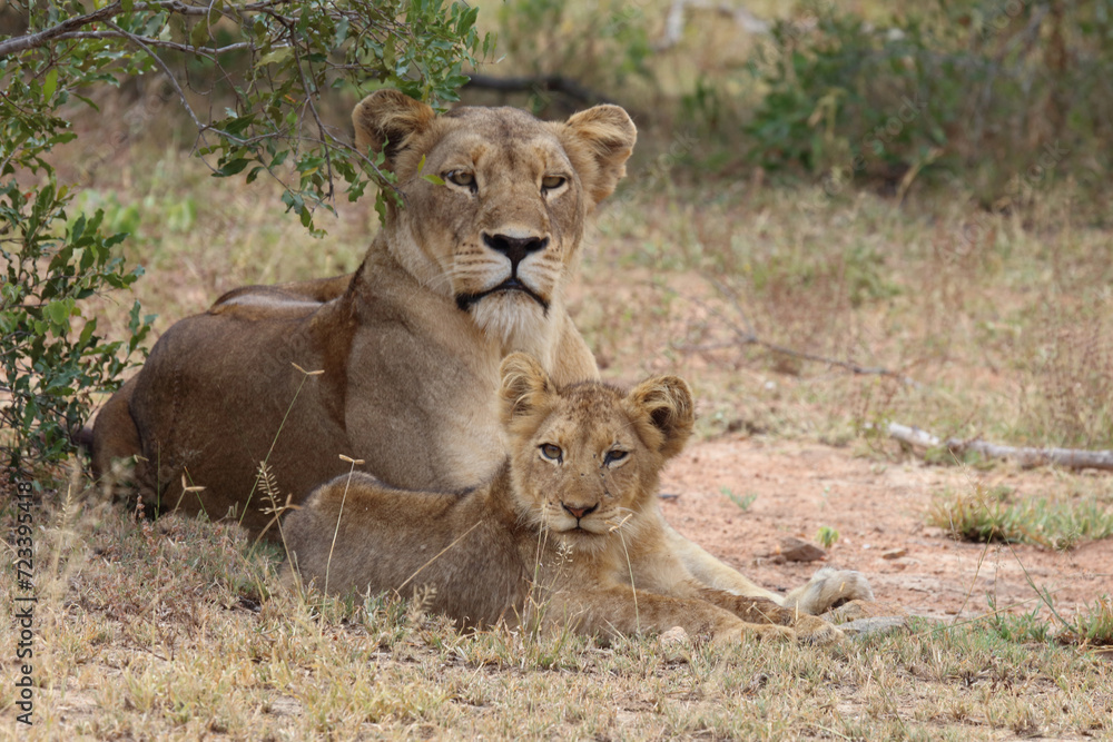 Afrikanischer Löwe / African lion / Panthera leo... Afrikanischer Löwe / African lion / Panthera leo...