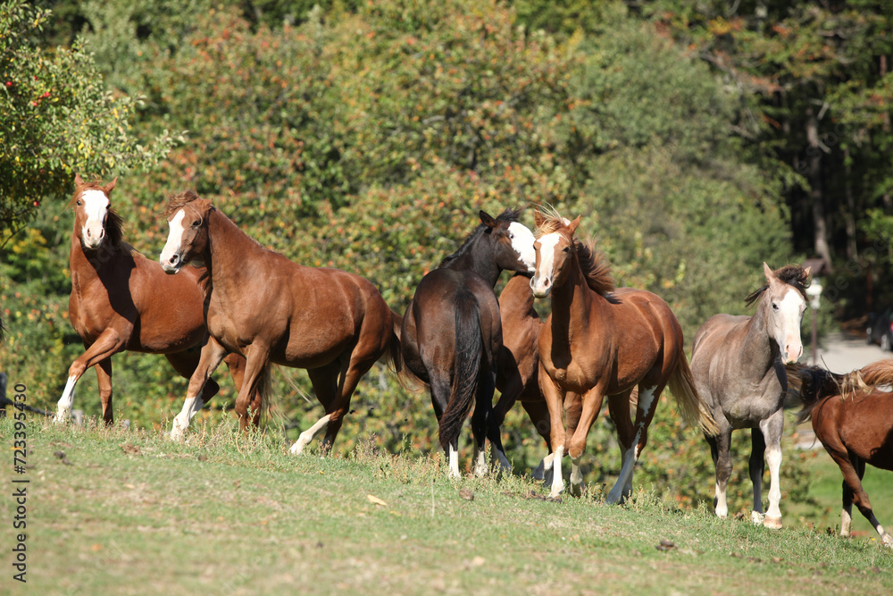 Group of young western horses moving Group of young western horses moving