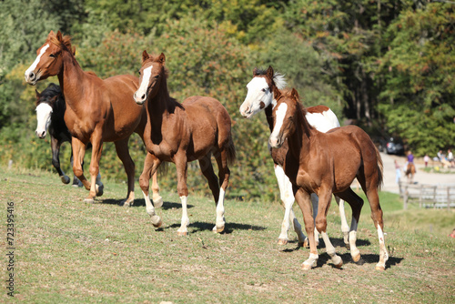 Group of young western horses moving © Zuzana Tillerova