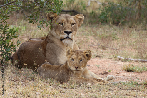 Fototapeta Naklejka Na Ścianę i Meble -  Afrikanischer Löwe / African lion / Panthera leo...