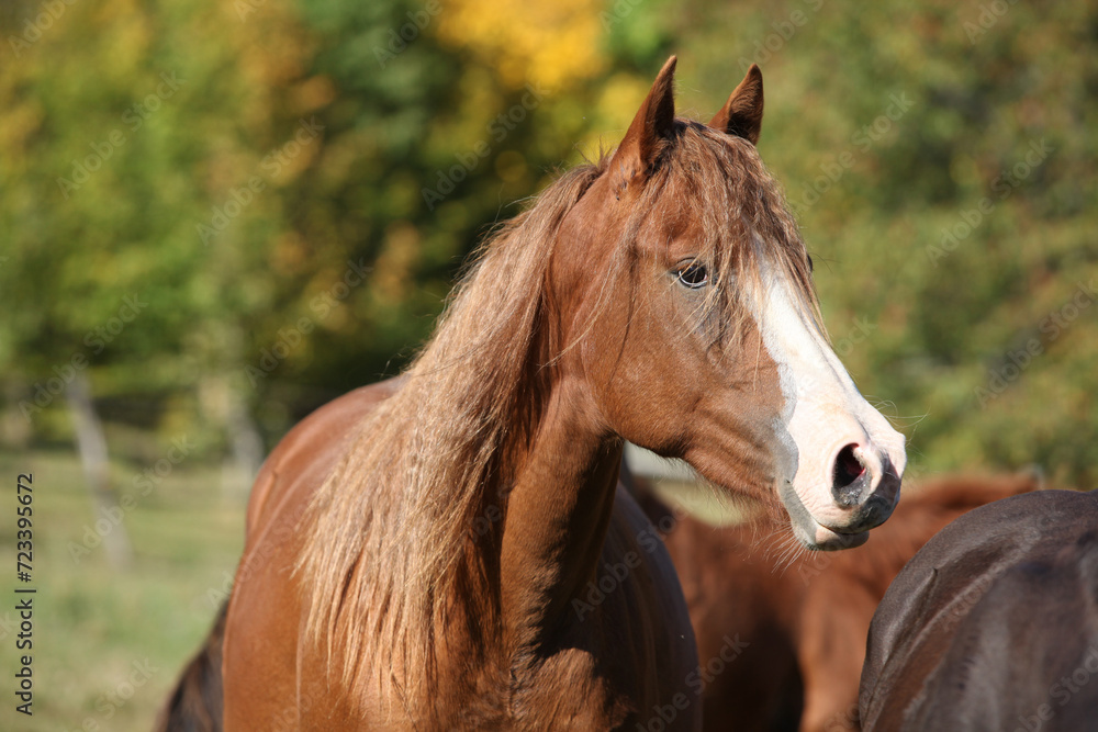 Fototapeta premium Amazing western horse on the pasturage