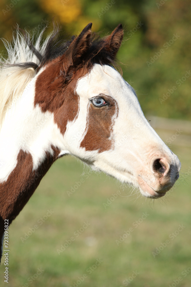 Obraz premium Amazing western horse on the pasturage