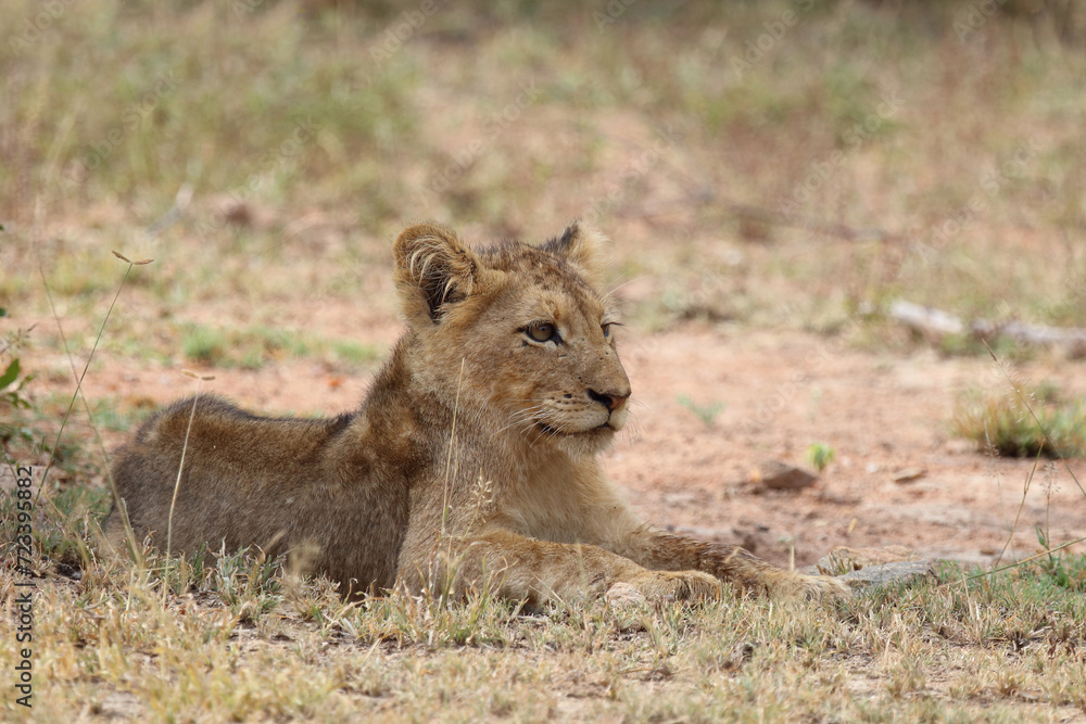 Afrikanischer Löwe / African lion / Panthera leo... Afrikanischer Löwe / African lion / Panthera leo...