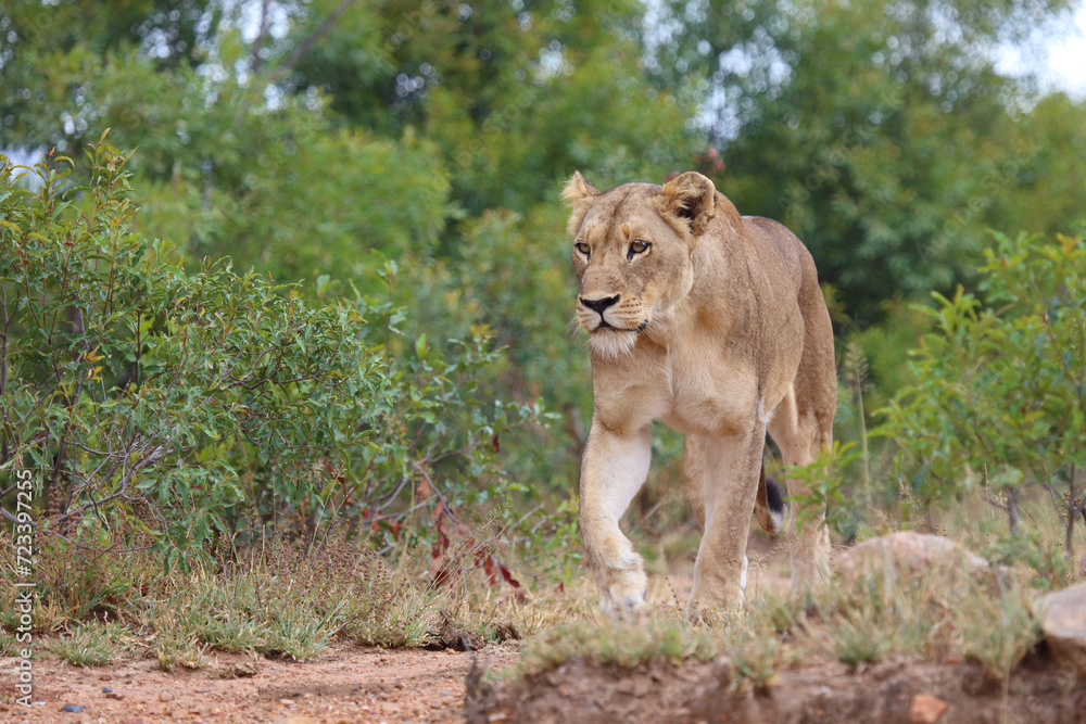 Afrikanischer Löwe / African lion / Panthera leo. Afrikanischer Löwe / African lion / Panthera leo.