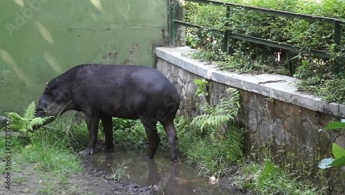 Footage of a baird tapir or Tapirus looking for food
at Gembiraloka Safari Park, Yogyakarta. Indonesia photo