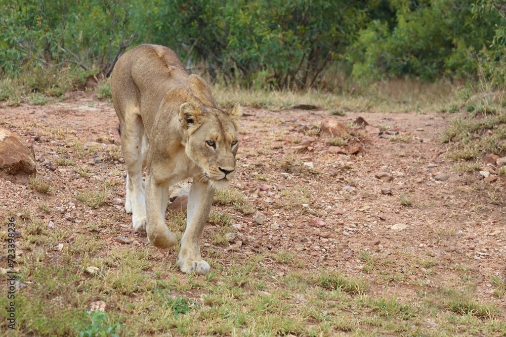 Fototapeta premium Afrikanischer Löwe / African lion / Panthera leo.