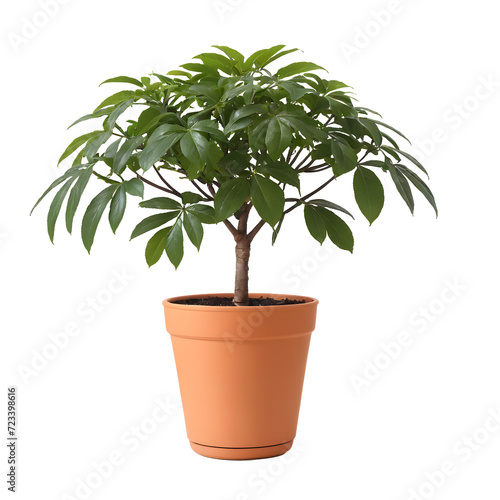 houseplant octopus tree isolated against transparent background