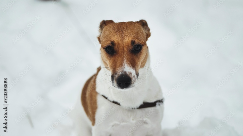A Jack Russell Terrier shivers in the winter snow.