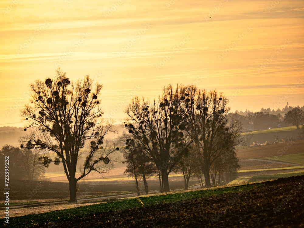 Baum mit Misteln im Winter