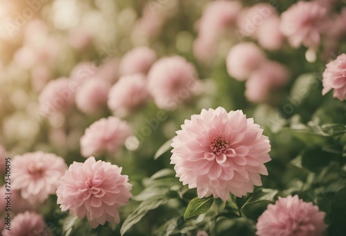 Vintage pink flowers closeup in nature during a spring