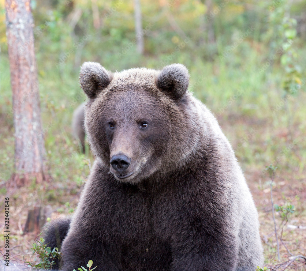 A photo of brown bear