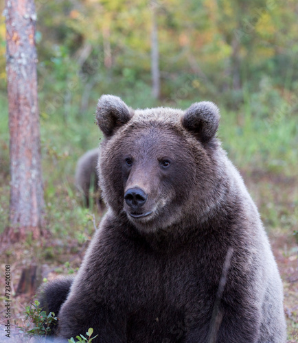 A photo of brown bear © mauriziobiso