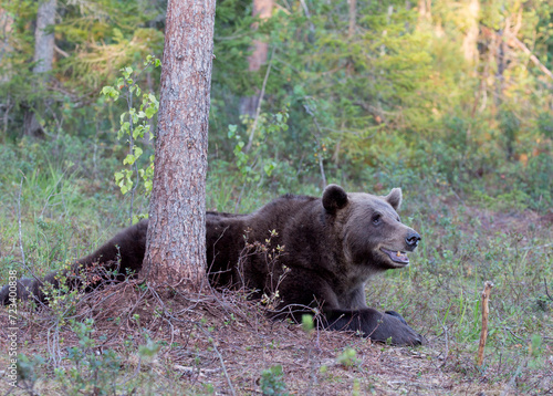 A photo of brown bear