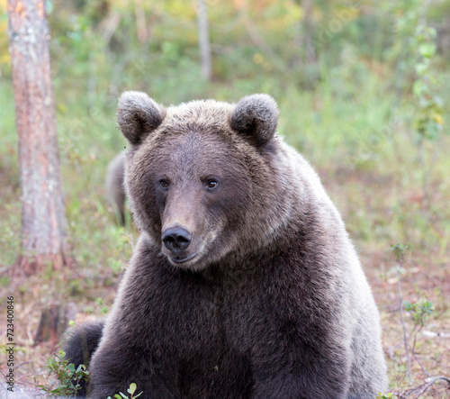 A photo of brown bear © mauriziobiso