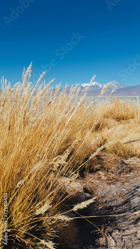 Naturaleza y volcán Ojos del salado
