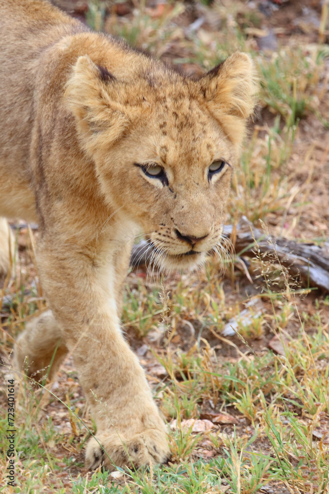Afrikanischer Löwe / African lion / Panthera leo... Afrikanischer Löwe / African lion / Panthera leo...