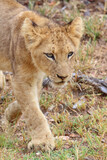 Afrikanischer Löwe / African lion / Panthera leo...