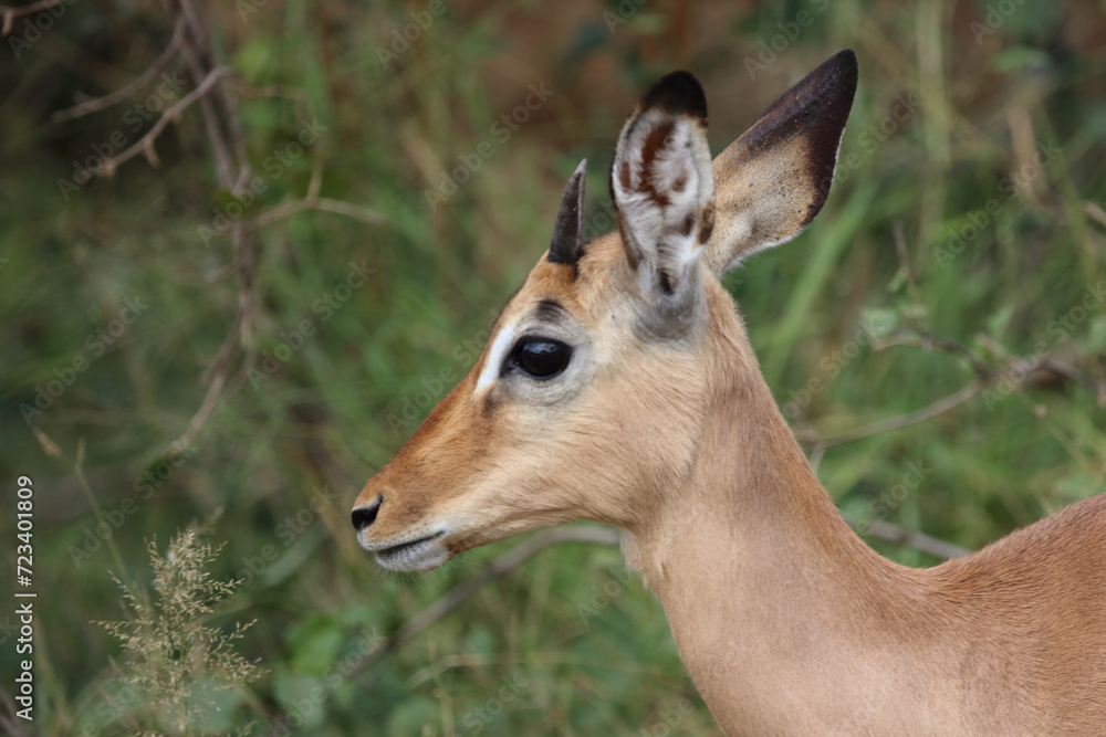 Schwarzfersenantilope / Impala / Aepyceros melampus. Schwarzfersenantilope / Impala / Aepyceros melampus.