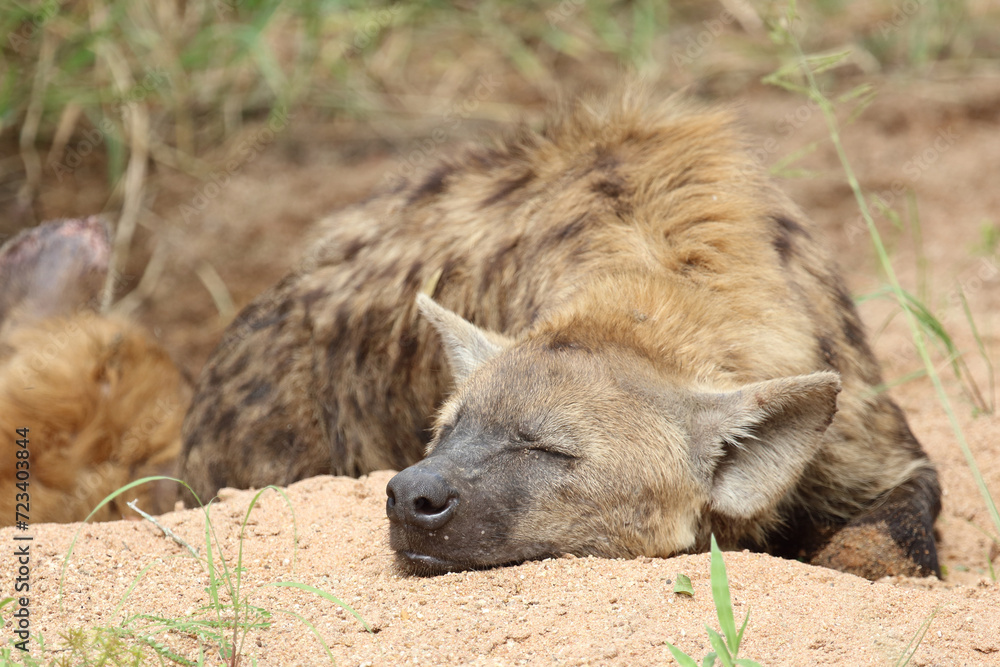 Tüpfelhyäne / Spotted hyaena / Crocuta crocuta Tüpfelhyäne / Spotted hyaena / Crocuta crocuta