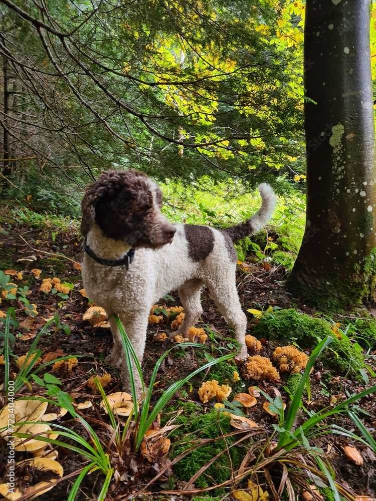 Fototapeta premium dog in the forest