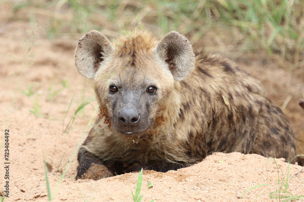 Tüpfelhyäne / Spotted hyaena / Crocuta crocuta Tüpfelhyäne / Spotted hyaena / Crocuta crocuta