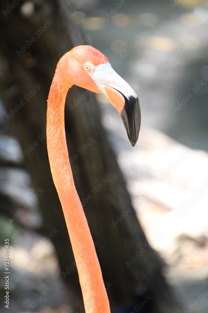 Fototapeta premium close up of a flamingo