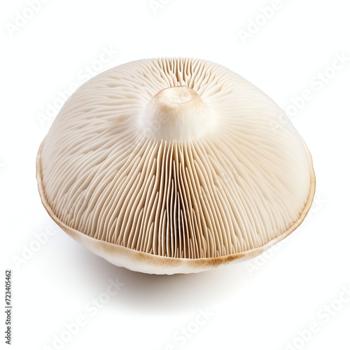 a white button mushroom agaricus bisporus, studio light , isolated on white background