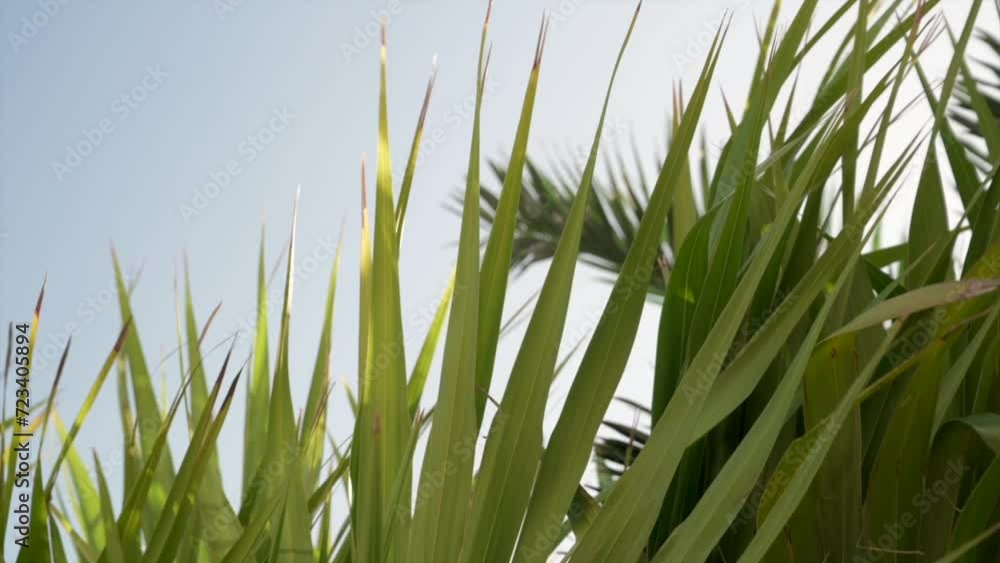 Palm leaves with blue sky in the background and blue sky during sunset in Tulum Palm leaves with blue sky in the background and blue sky during sunset in Tulum