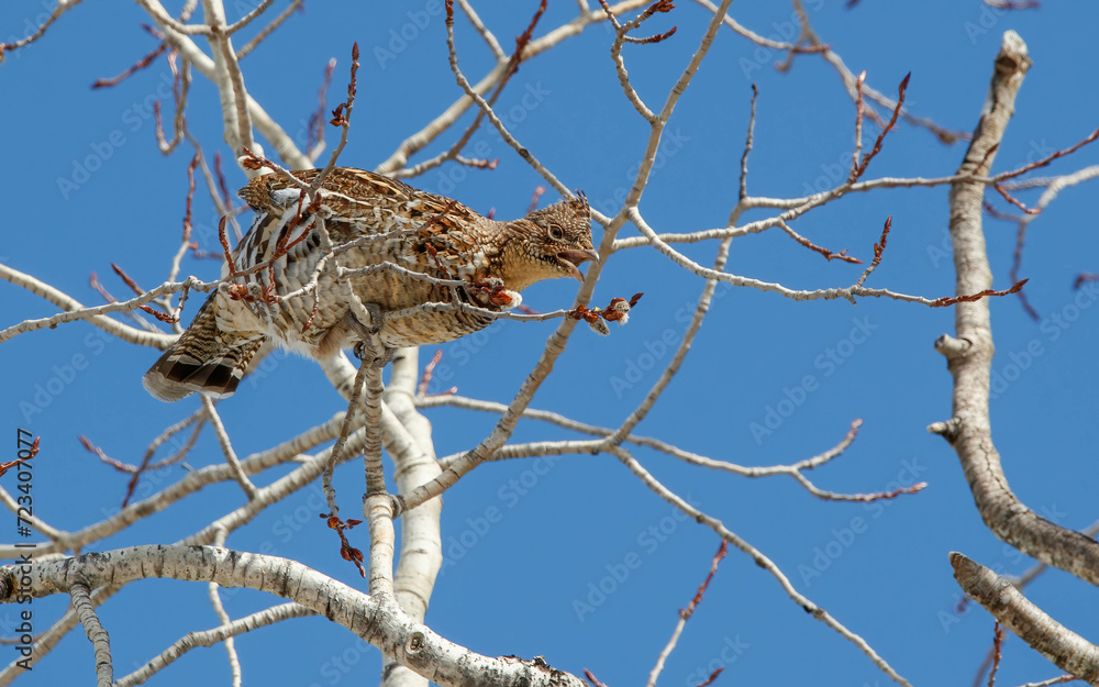 wild roughed grouse eating in tree tops wild roughed grouse eating in tree tops