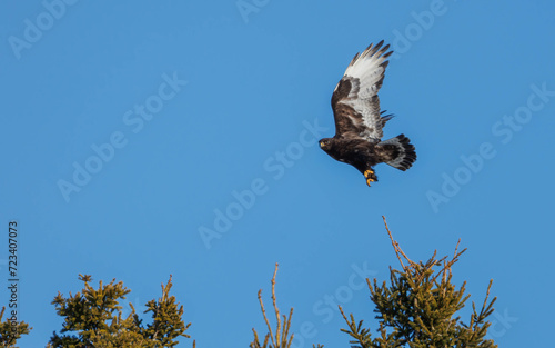 rough legged hawk in northern sky photo