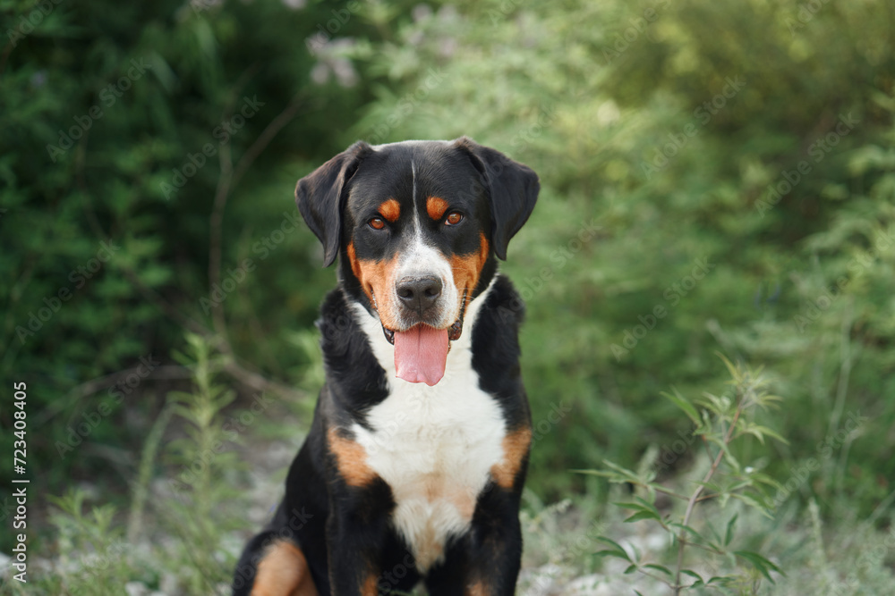 A joyful Greater Swiss Mountain Dog poses amidst flowering shrubs, a picture of vitality and happiness A joyful Greater Swiss Mountain Dog poses amidst flowering shrubs, a picture of vitality and happiness