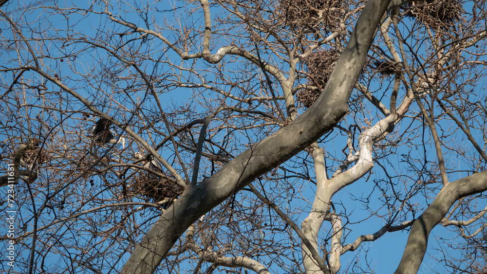 Obraz premium Pelican and bird nests on the dried tree branches against the blue sky in Gulhane park istanbul. A big mother pelican coming her own nest