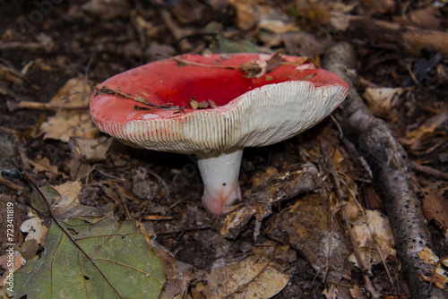 Rosy russula mushroom on the ground of oak forest